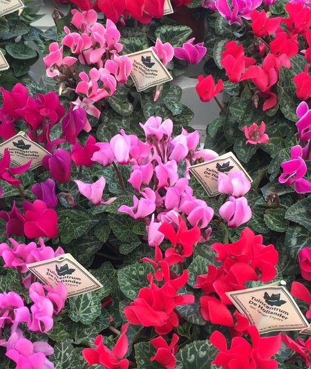 PATIOCYCLAMEN